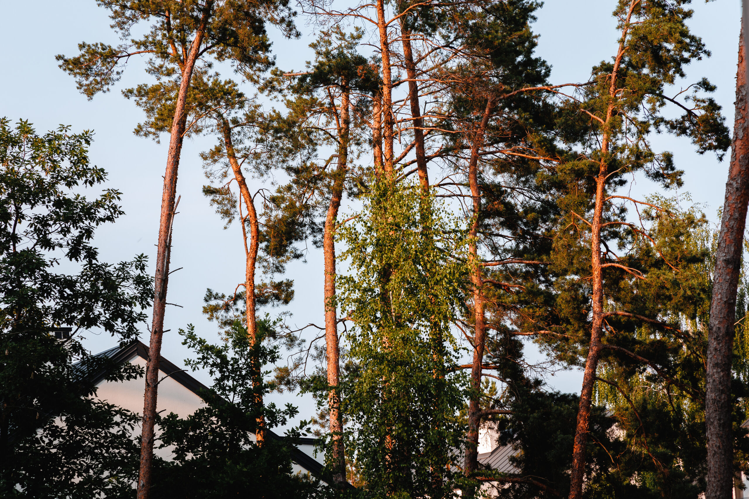 3B9A0552 https://sosnowapolana.com.pl/wp-content/uploads/2025/05/3B9A0552-scaled.jpg